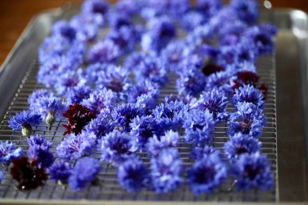 bachelor button flowers drying on a bakers rack