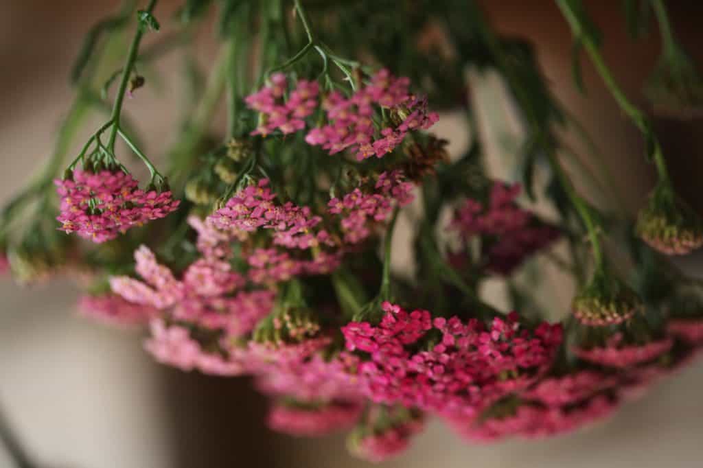 pink yarrow flowers hanging upside down