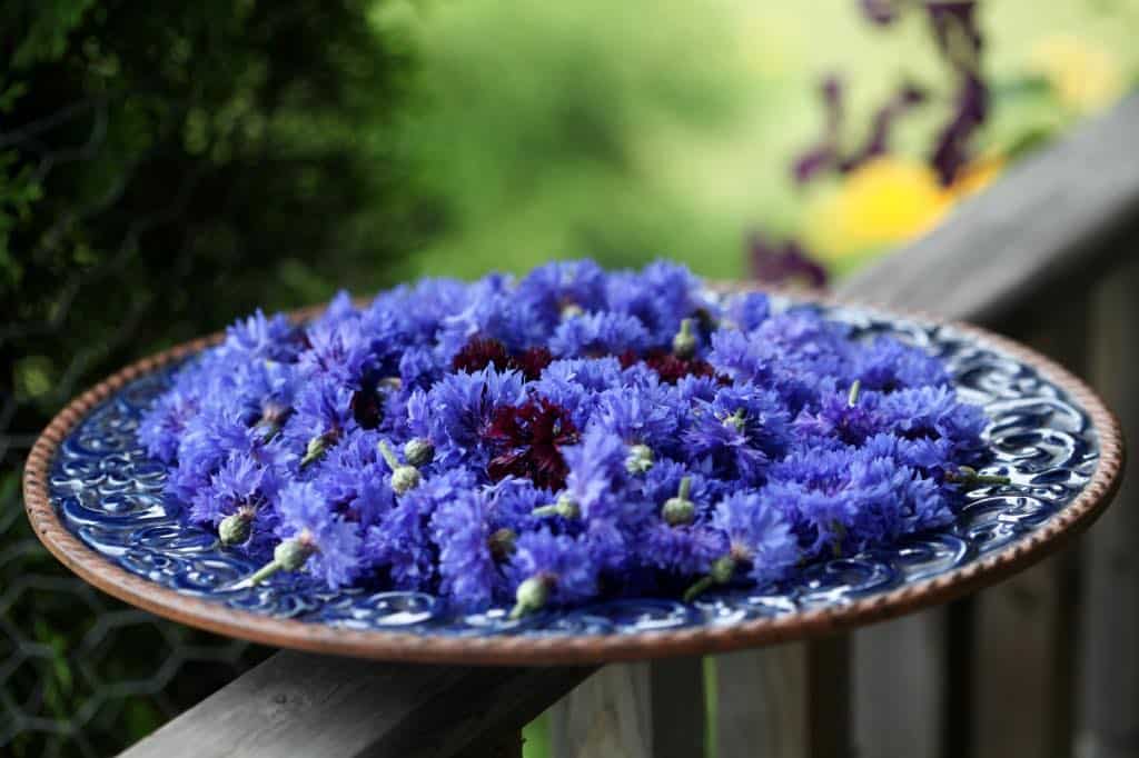 a plate with bachelor button flowers for drying