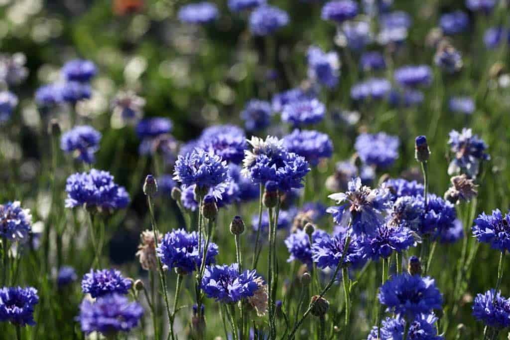 blue bachelor button flowers in the garden