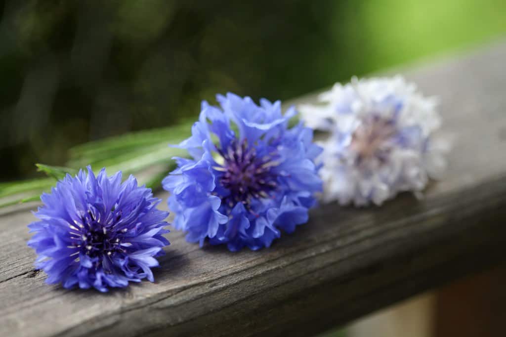 bachelor button flowers in various stages of development on a wooden railing