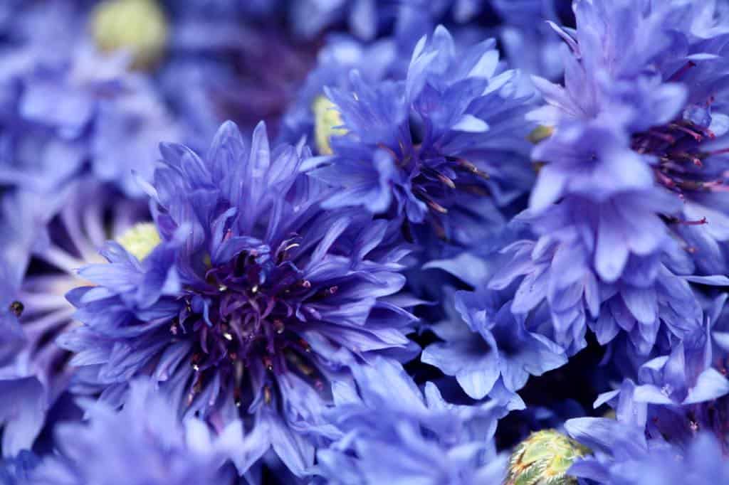 blue bachelor button flowers