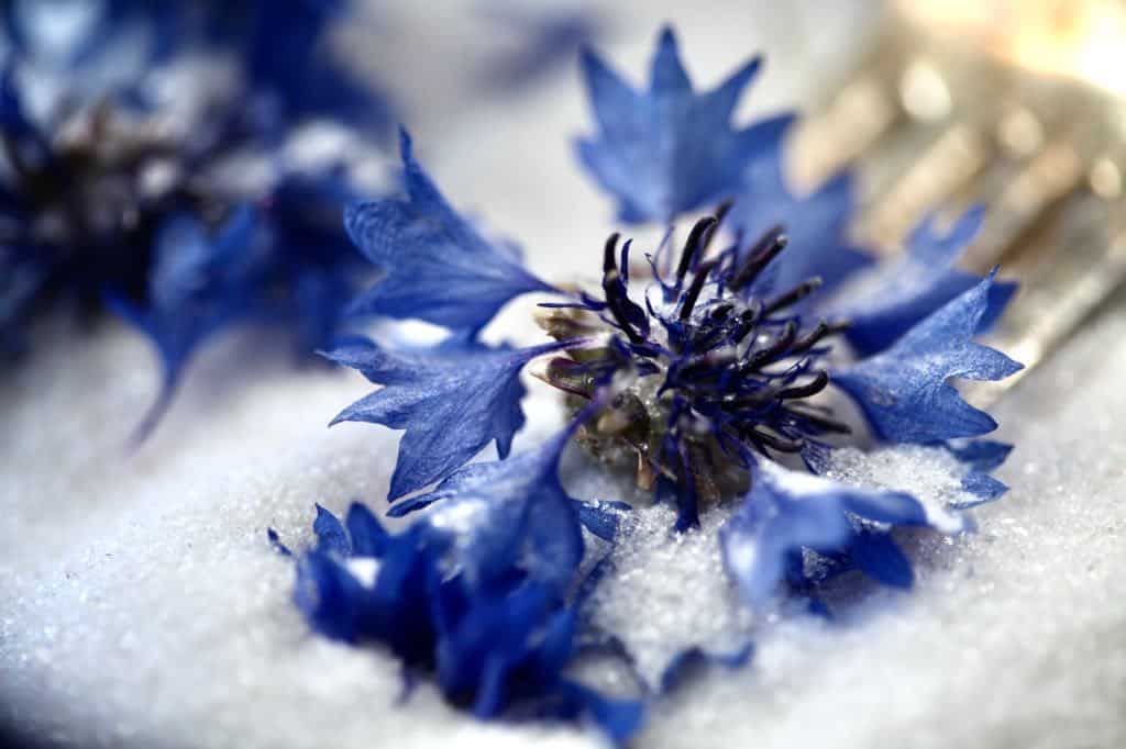 bachelor buttons dried in silica gel