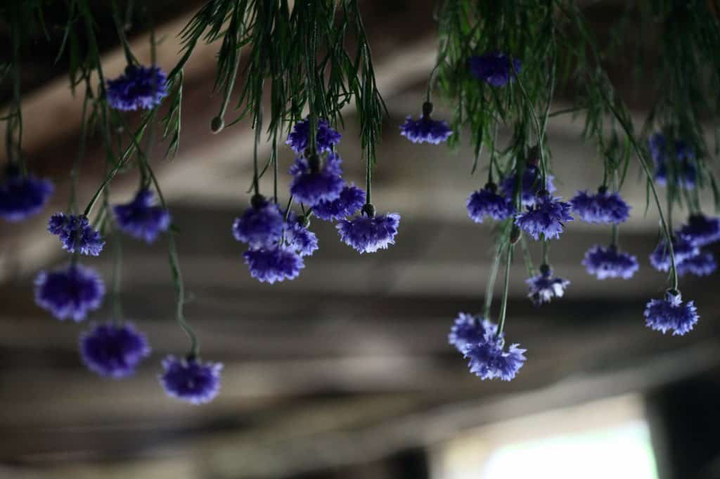 bachelor buttons hanging to dry