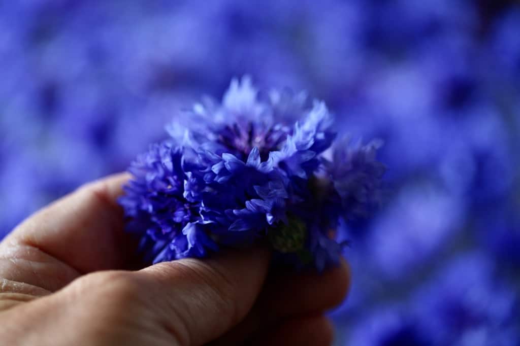a hand holding blue bachelor button flowers against a background of blue flowers