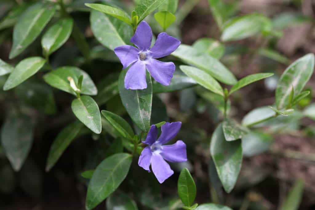 purple flowers and green leaves of vinca