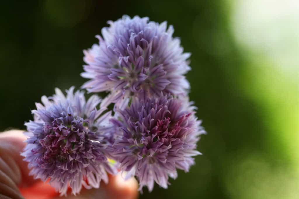 three purple chive flowers held up by a hand