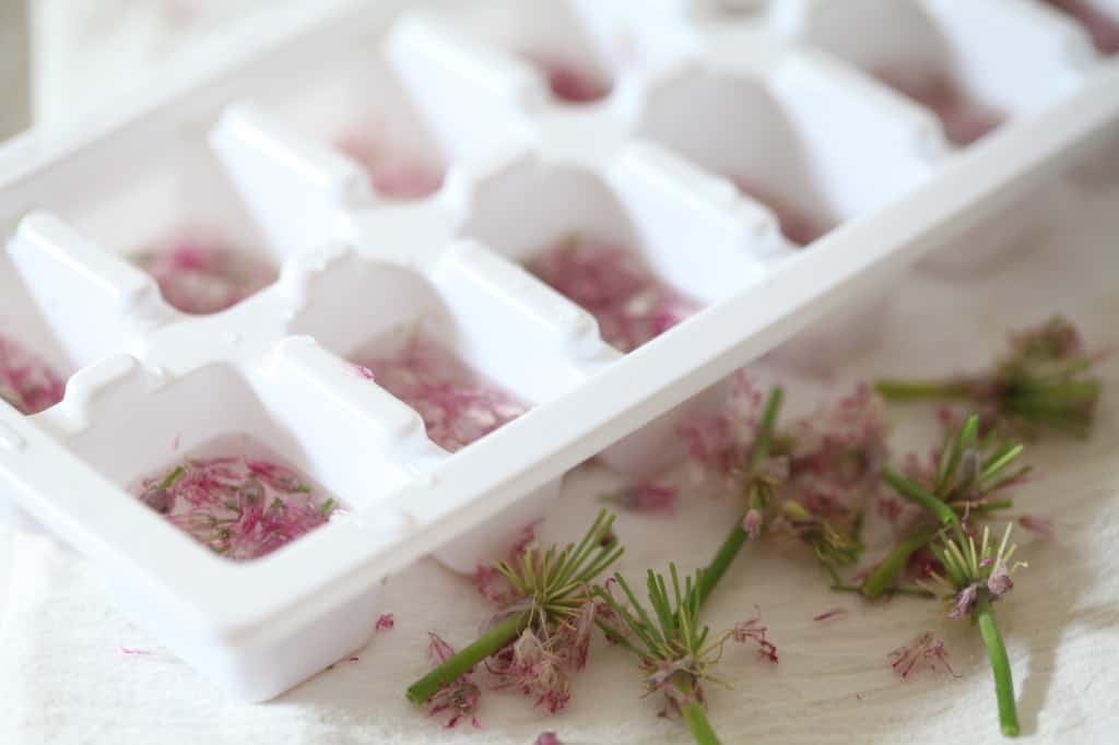 chive blossoms in an ice cube tray