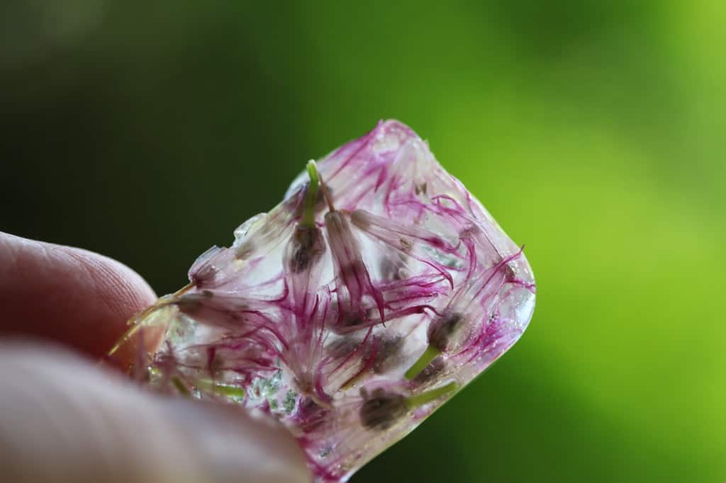 chive blossoms in an ice cube