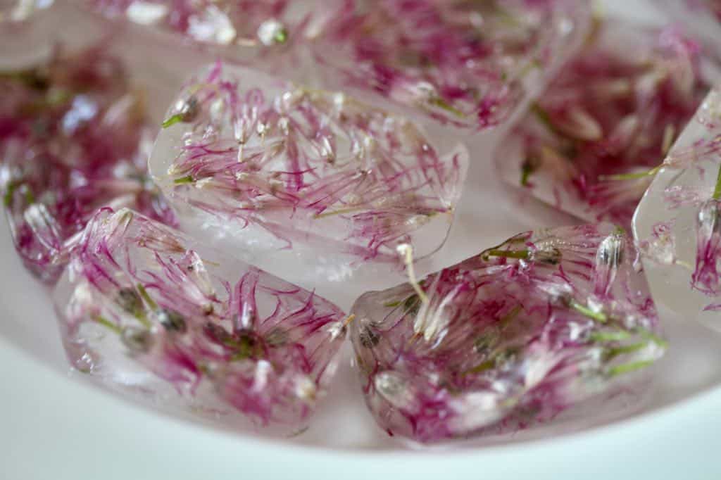 chive blossoms in ice cubes