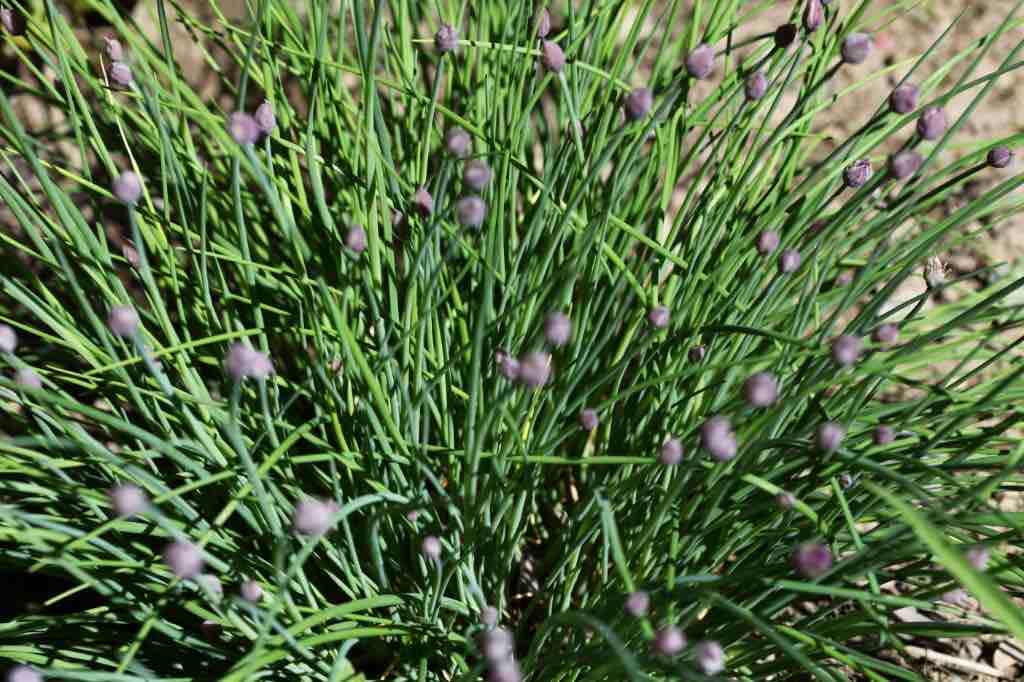 chives in the garden