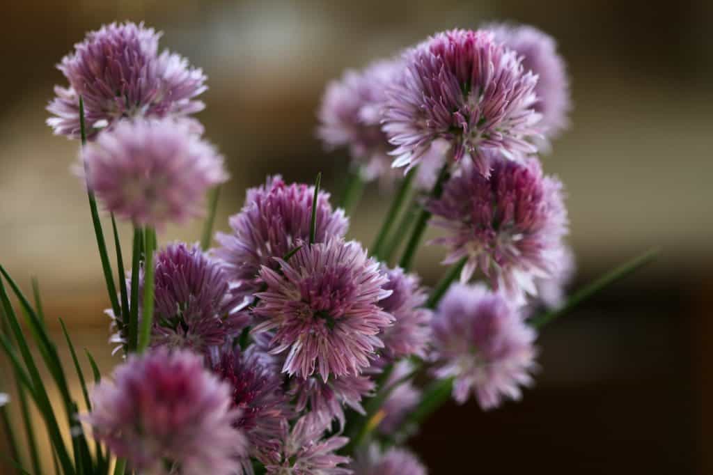 purple chive flowers