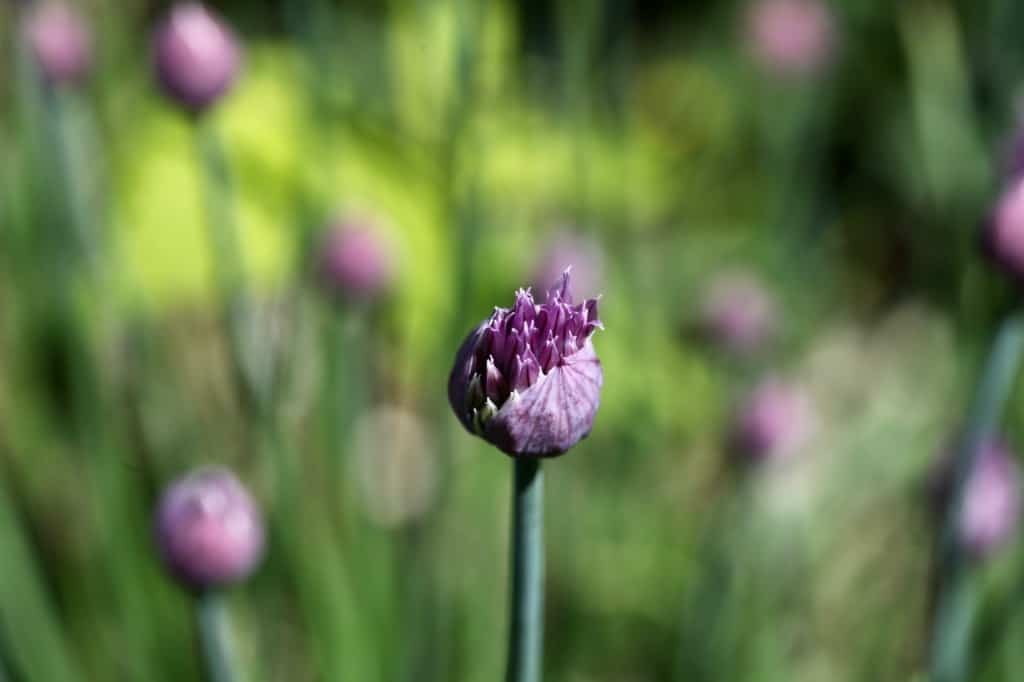 chives growing in the garden