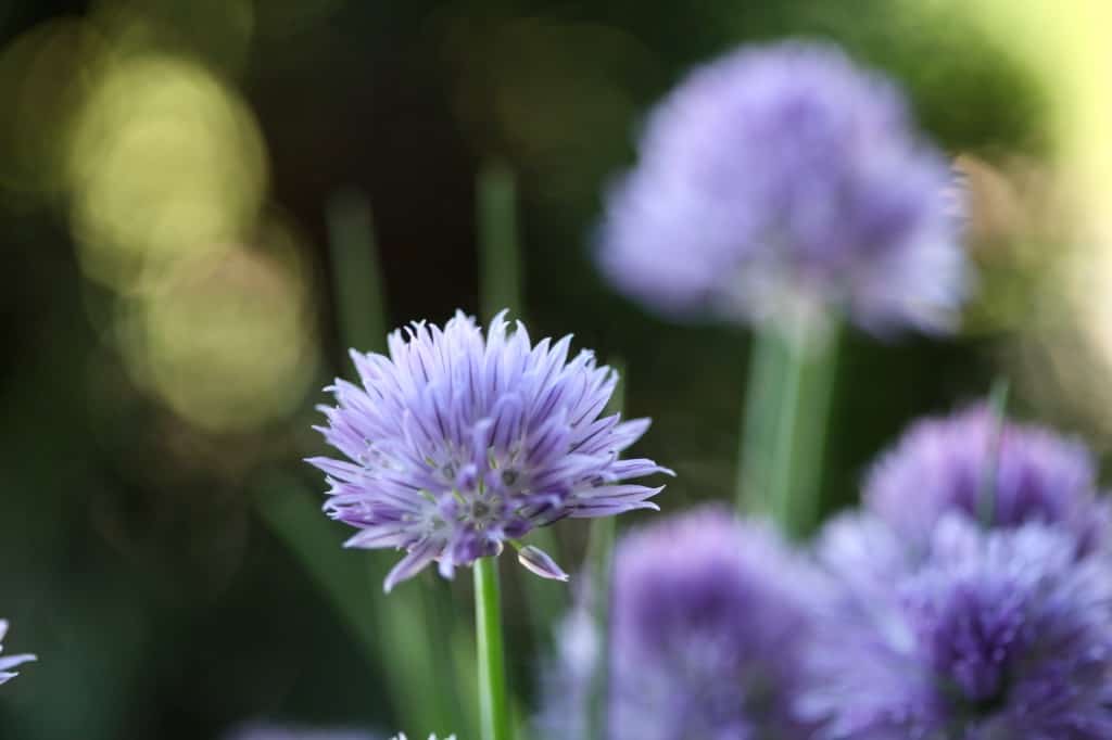 chives in the garden