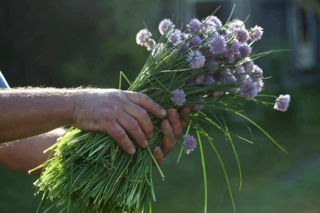 hands holding chives in bunches