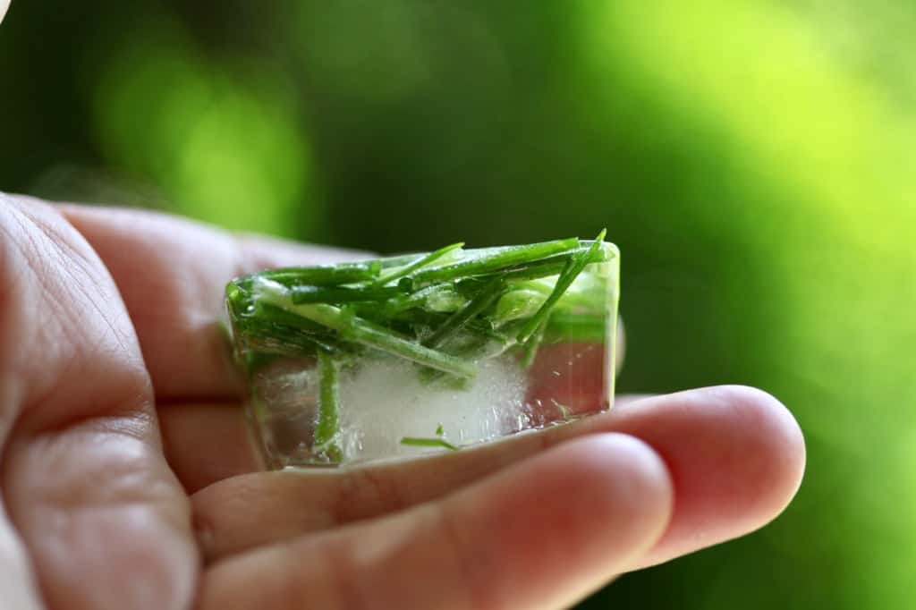 a hand holding chives frozen in an ice cube