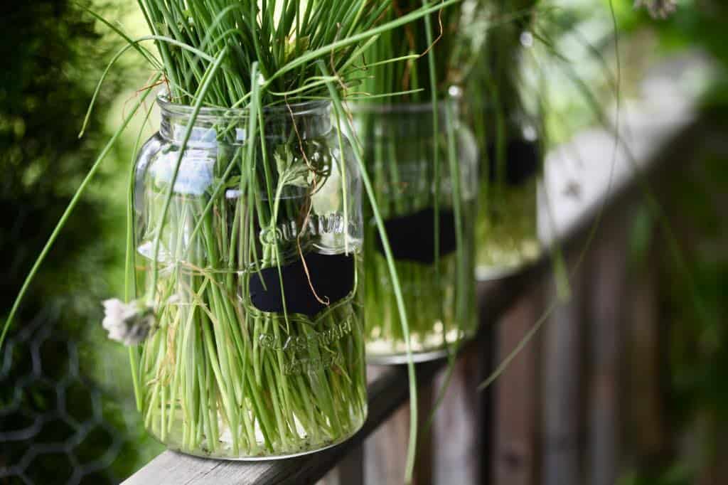 chives in glass jars harvested for drying