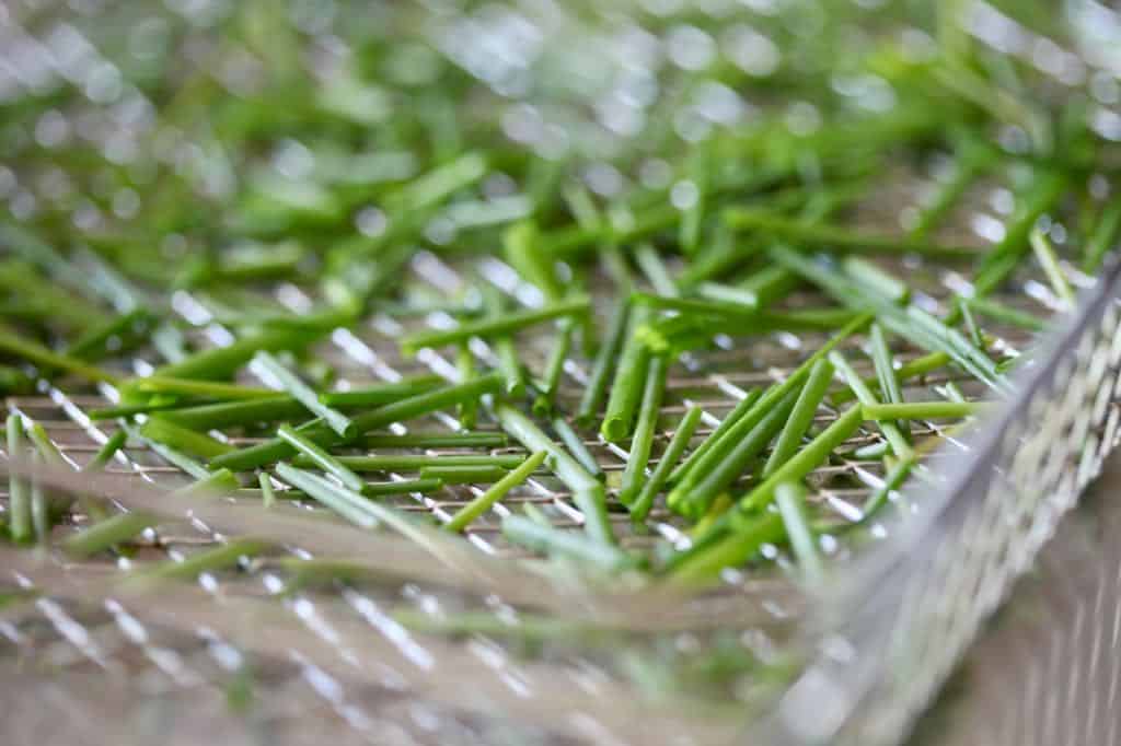 chives in an air fryer basket prepared for dehydration