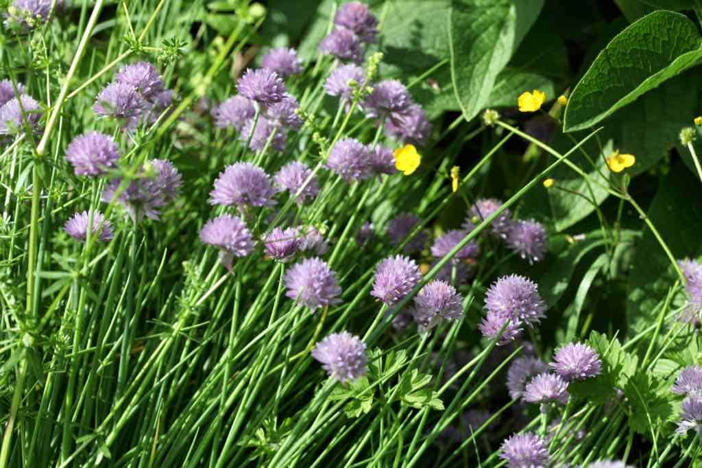 chives in the garden
