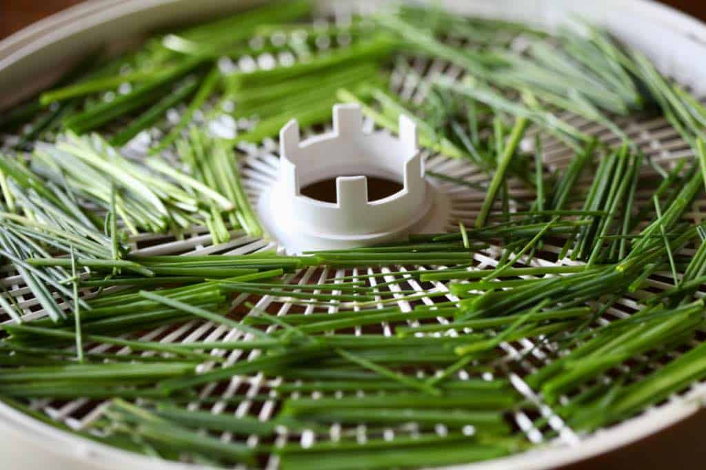 chives on a dehydrator rack
