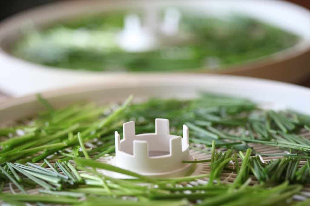 chives prepared for drying in the dehydrator