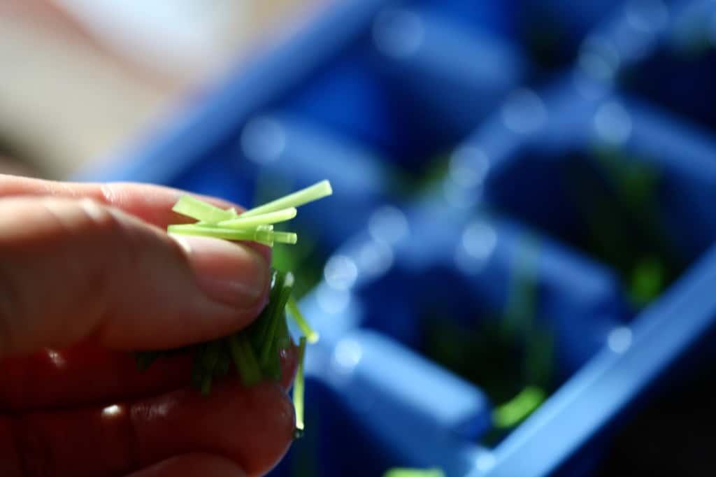 a hand holding chopped chives over an ice cube tray