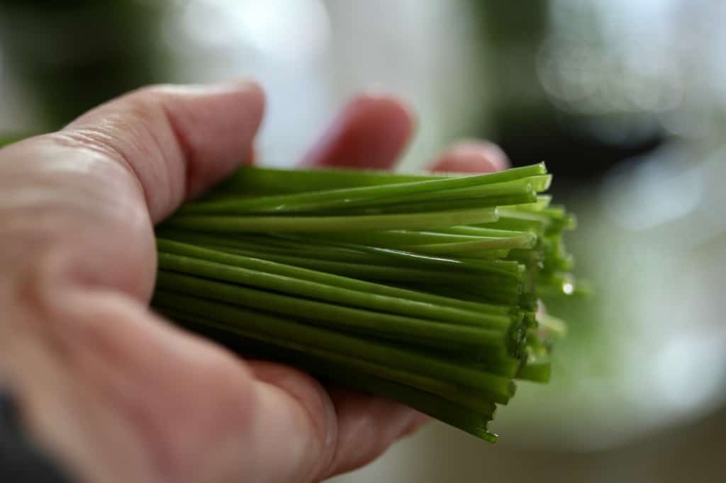 a hand holding a freshly washed bunch of chives