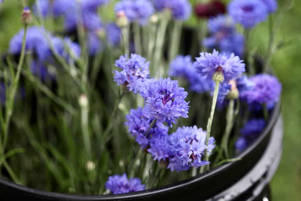 bachelor buttons in a container for conditioning post harvest