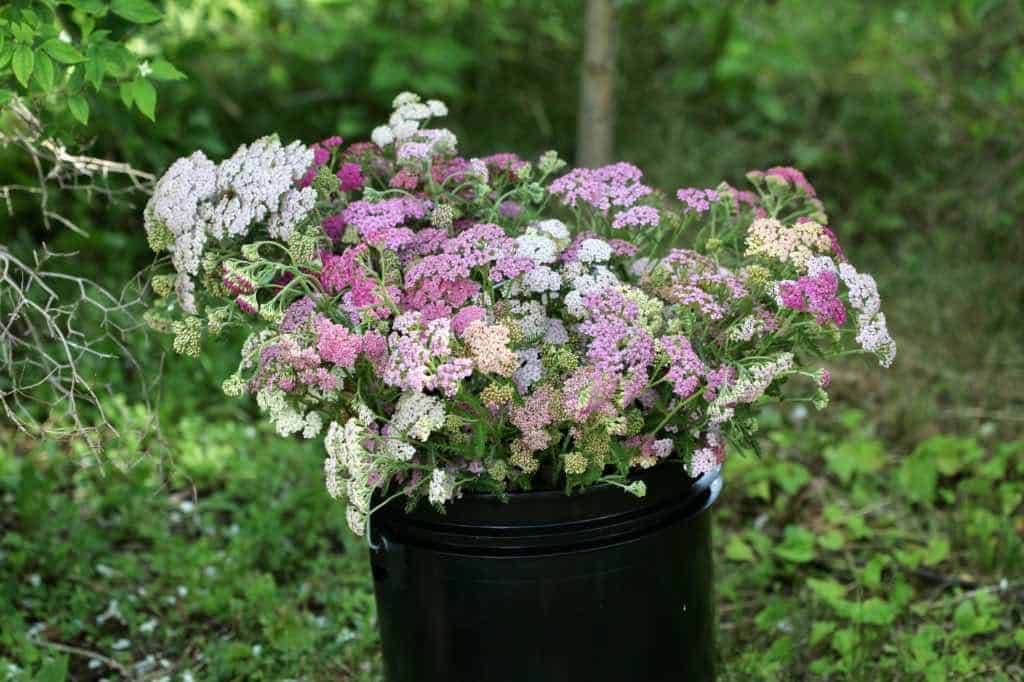 yarrow flowers in a bucket 