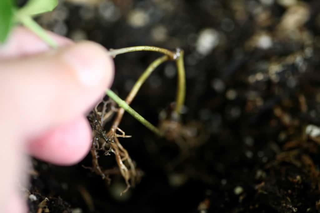 a hand planting a small plant with roots