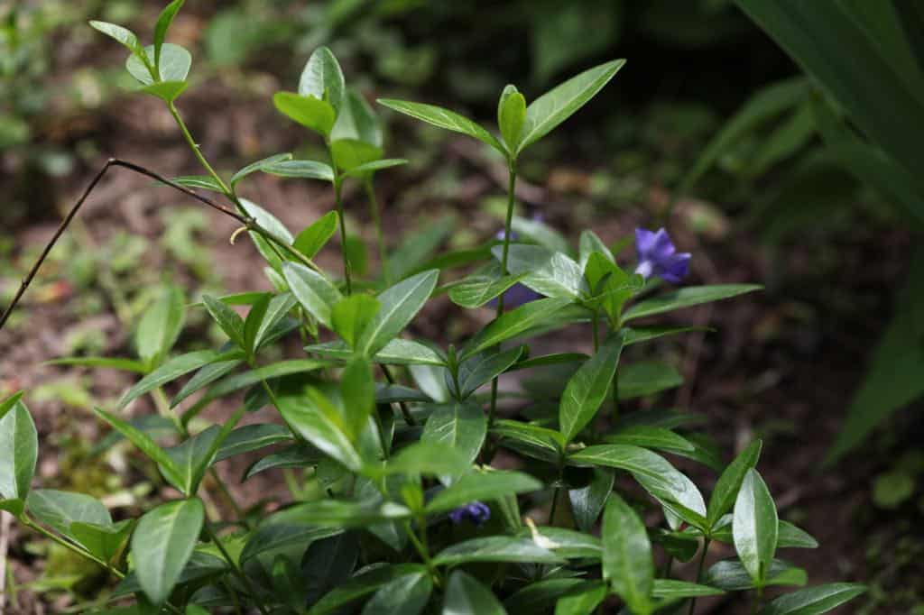 a periwinkle plant with purple flowers growing in the garden