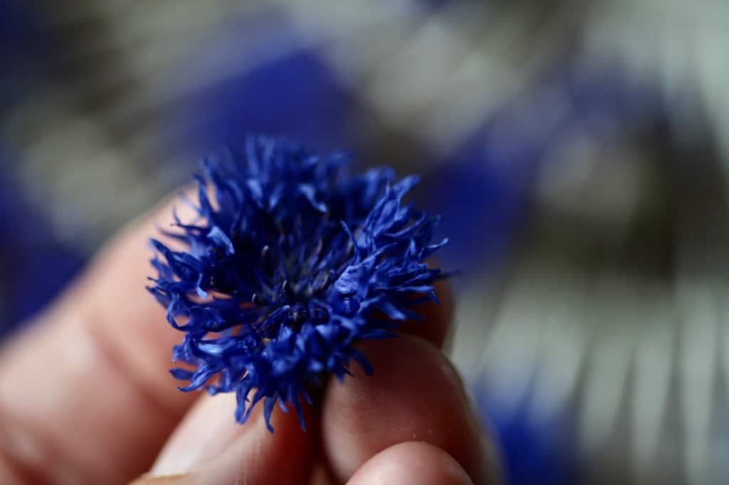 a hand holding a dried bachelor button flower after two hours in the dehydrator