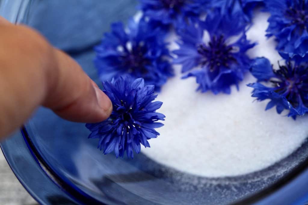 a hand placing a blue flower into silica gel