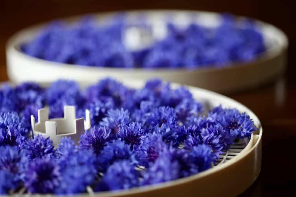 fresh blue flowers on dehydrator racks