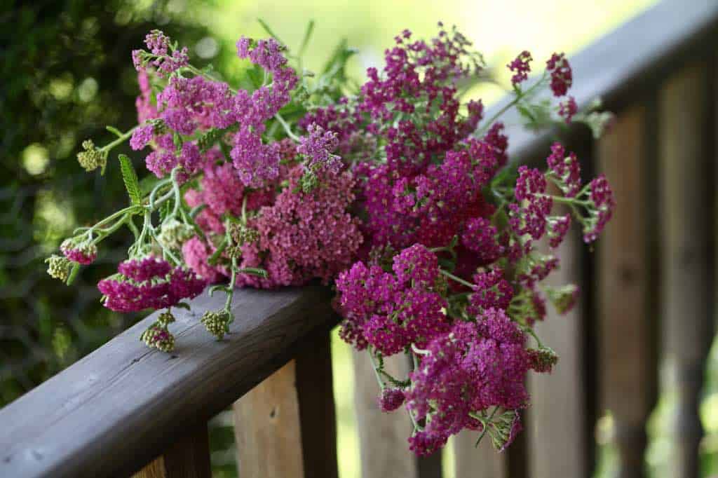 pink cut flowers on a wooden railing