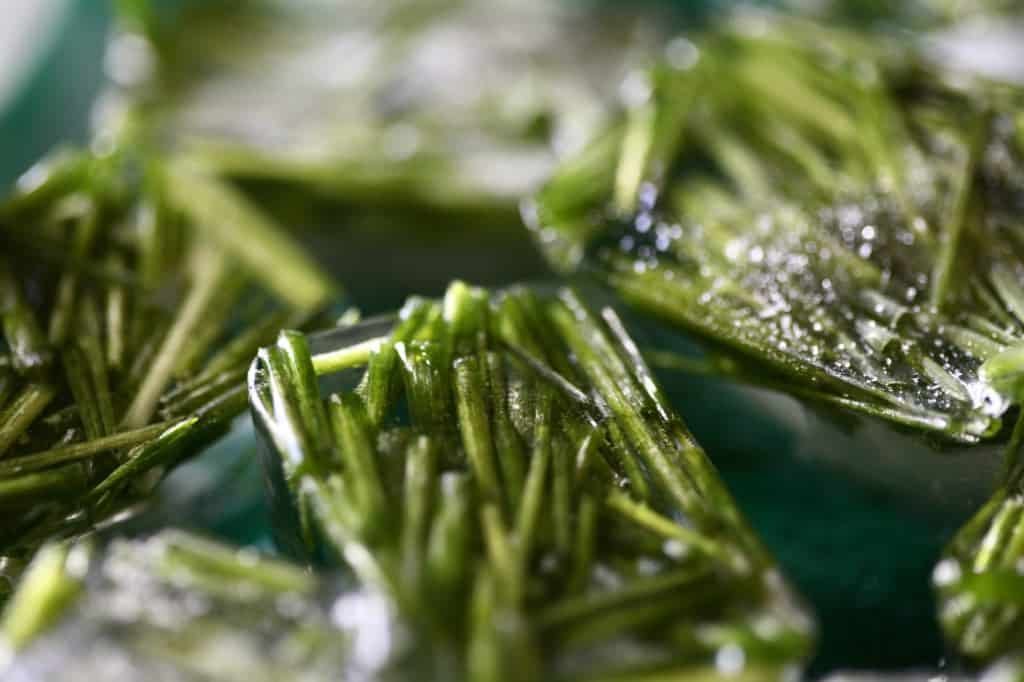 frozen chives in ice cubes