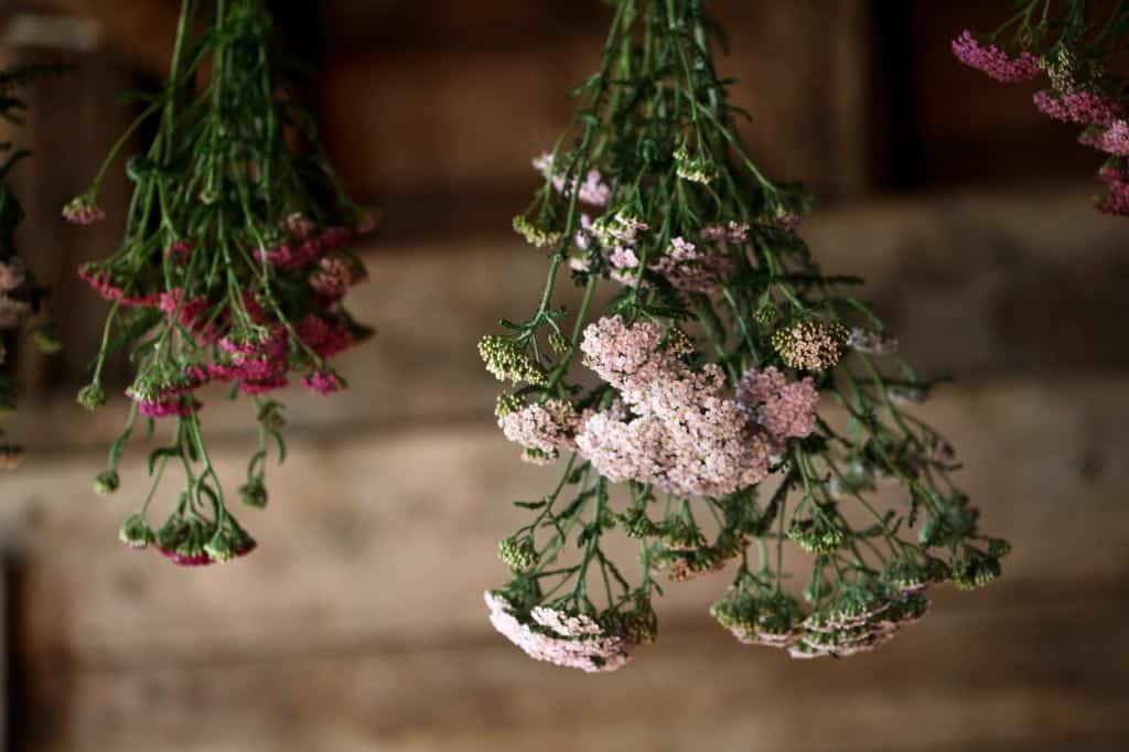 yarrow flowers hanging to dry