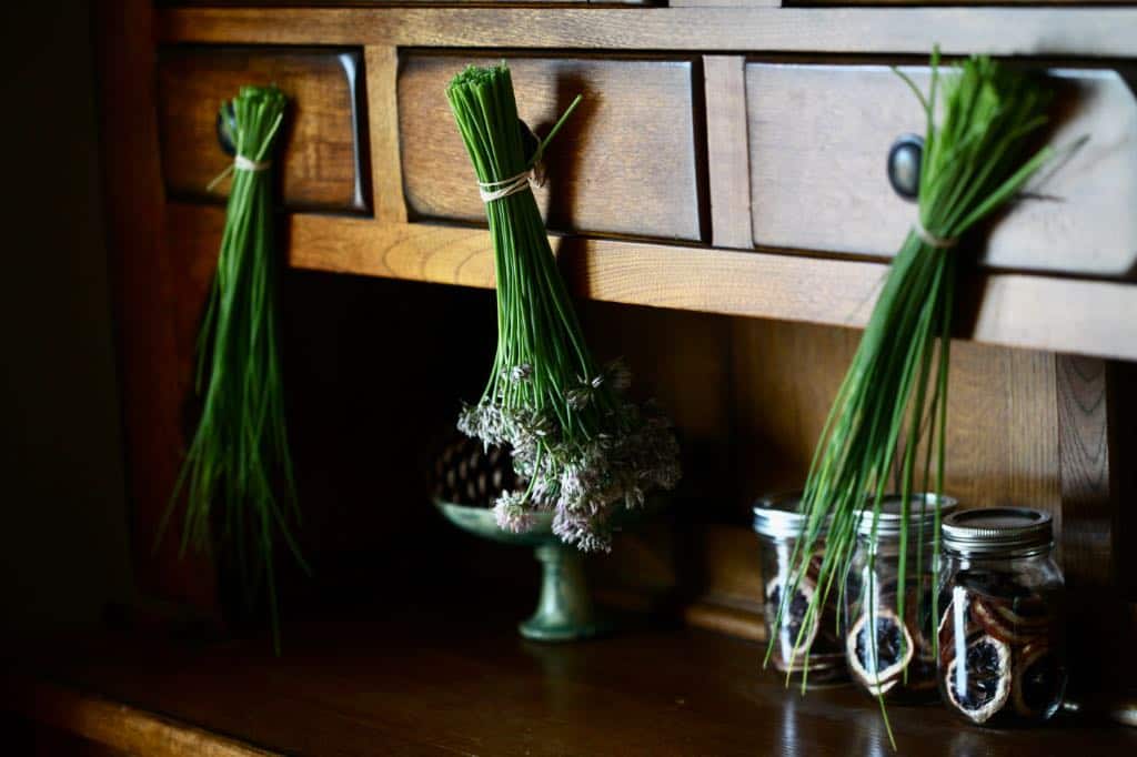 bunches of chives hanging to dry