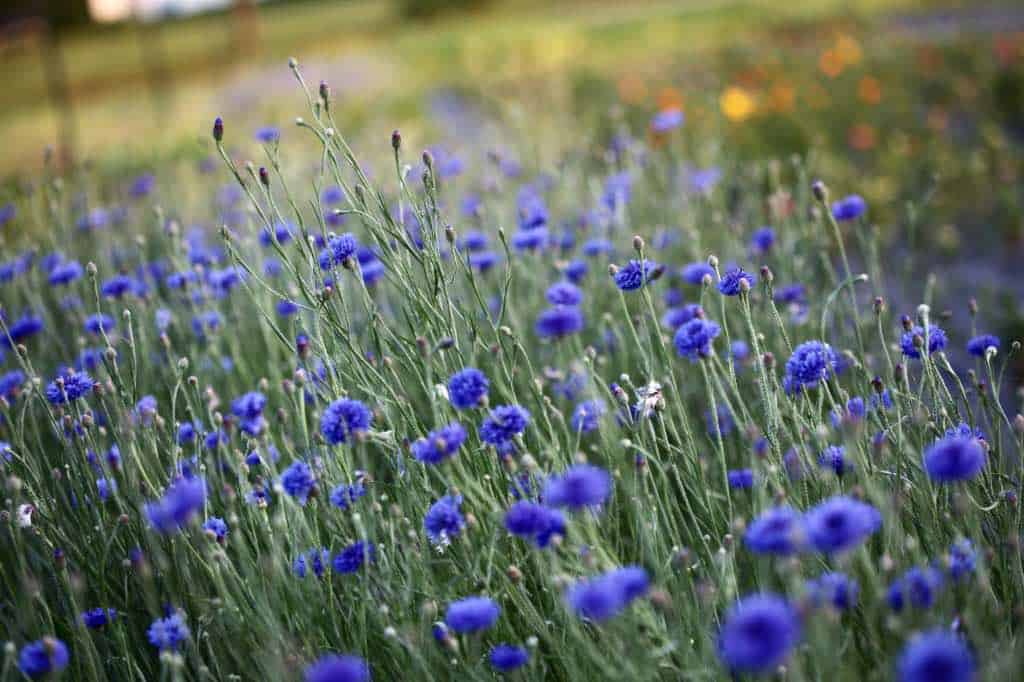 blue bachelor buttons in the garden