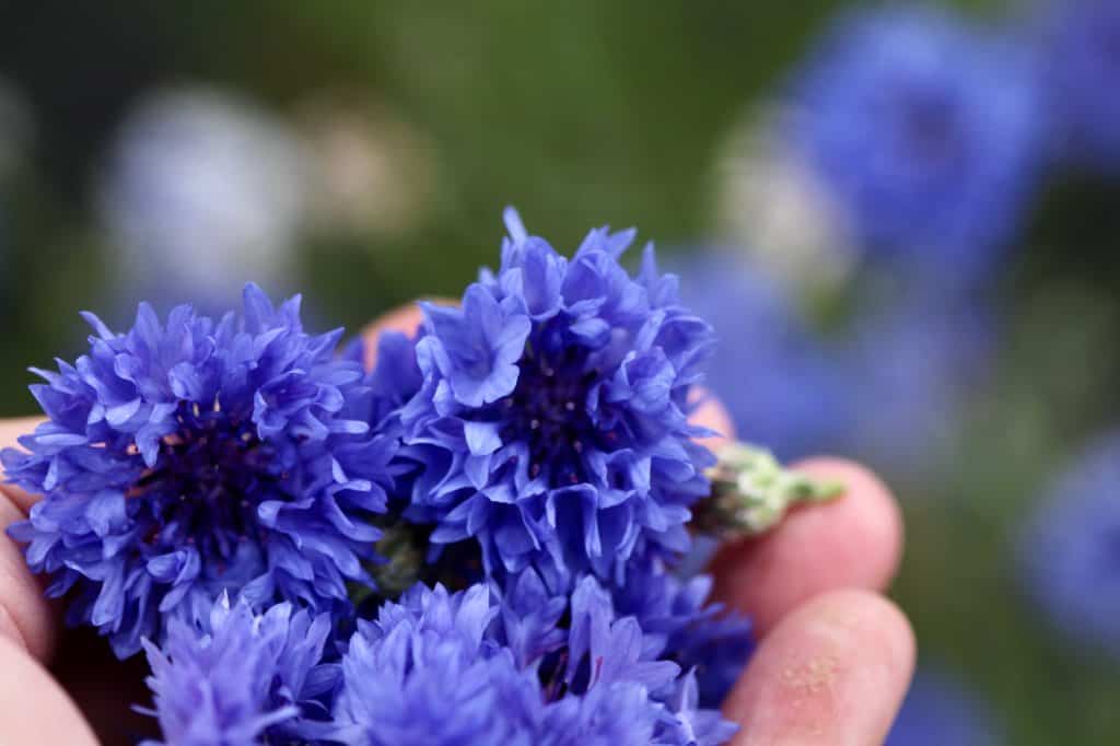 a hand holding blue bachelor button flowers, harvested to dry