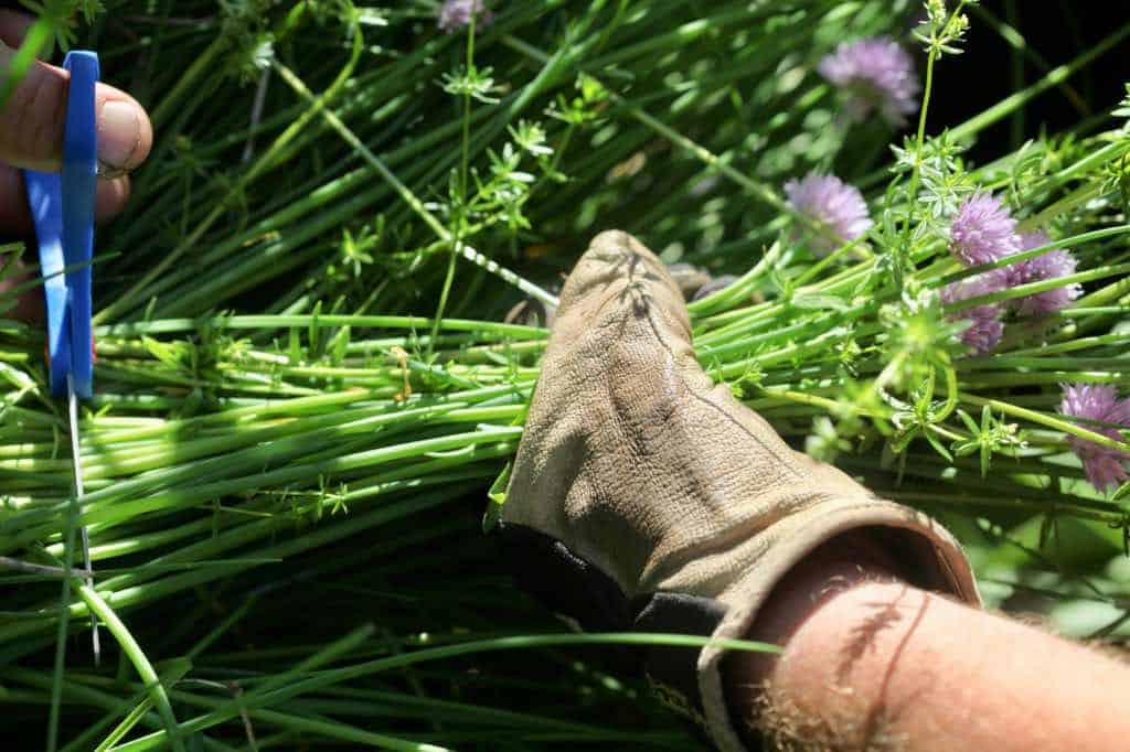 a gloved hand harvesting a handful of chives with blue handled scissors