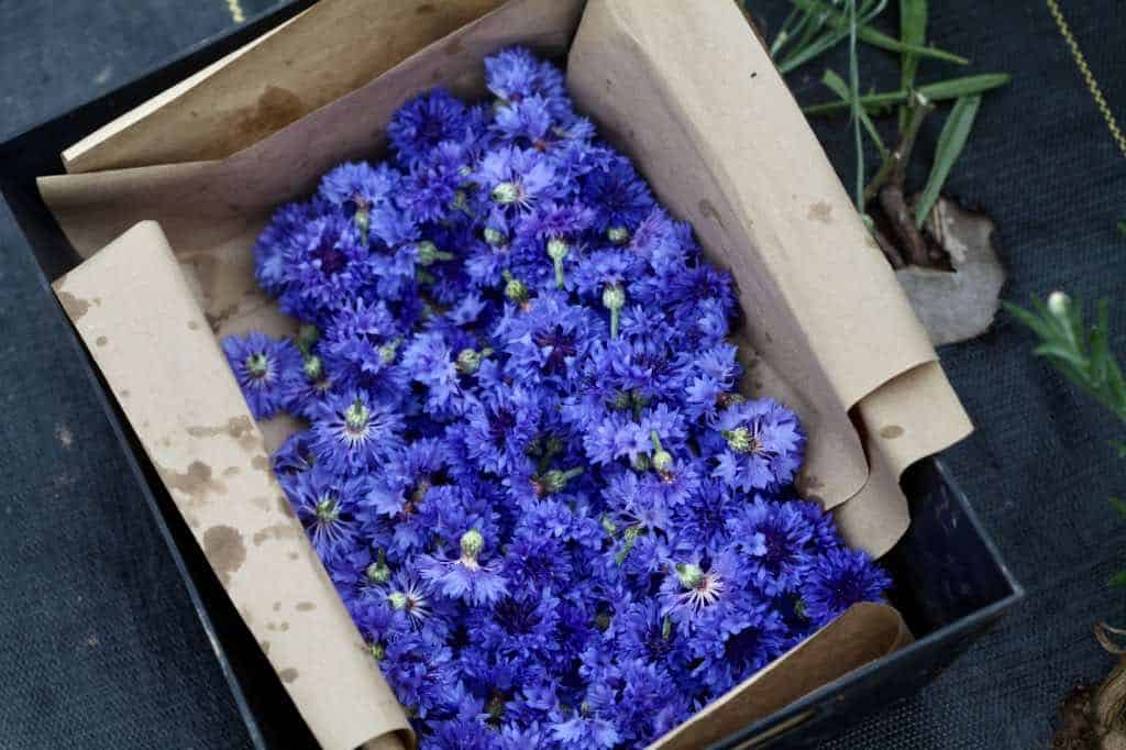 a box with blue bachelor button flowers for drying
