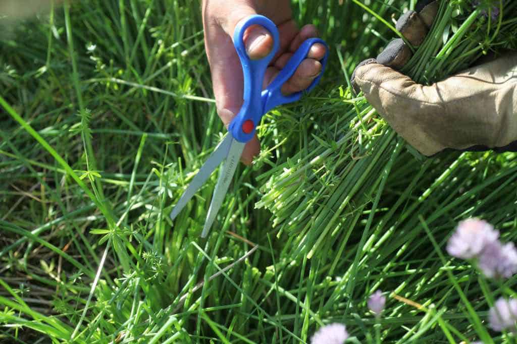 harvesting chives in the garden with a pair of blue scissors