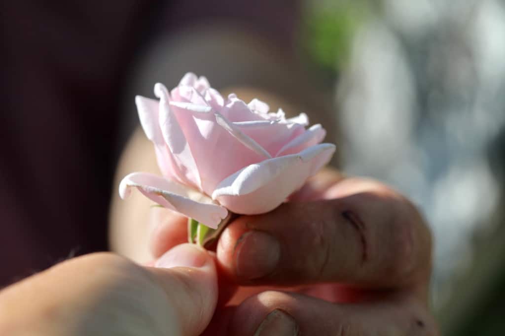 a hand giving a pink rose