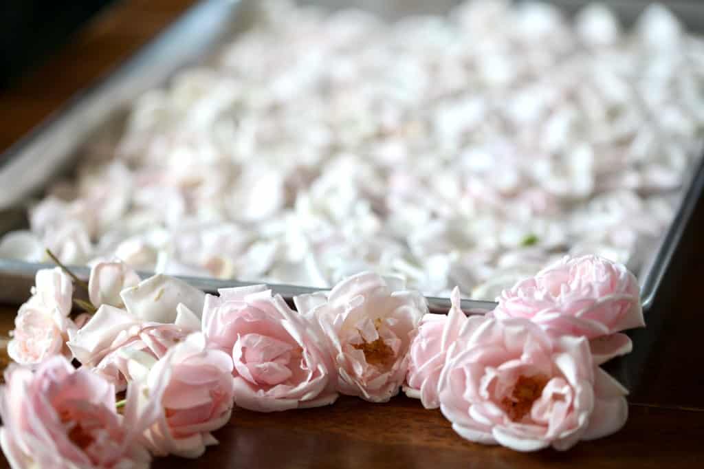 rose petals laid out on a baking tray in a single layer, with several whole pink roses in front of the tray