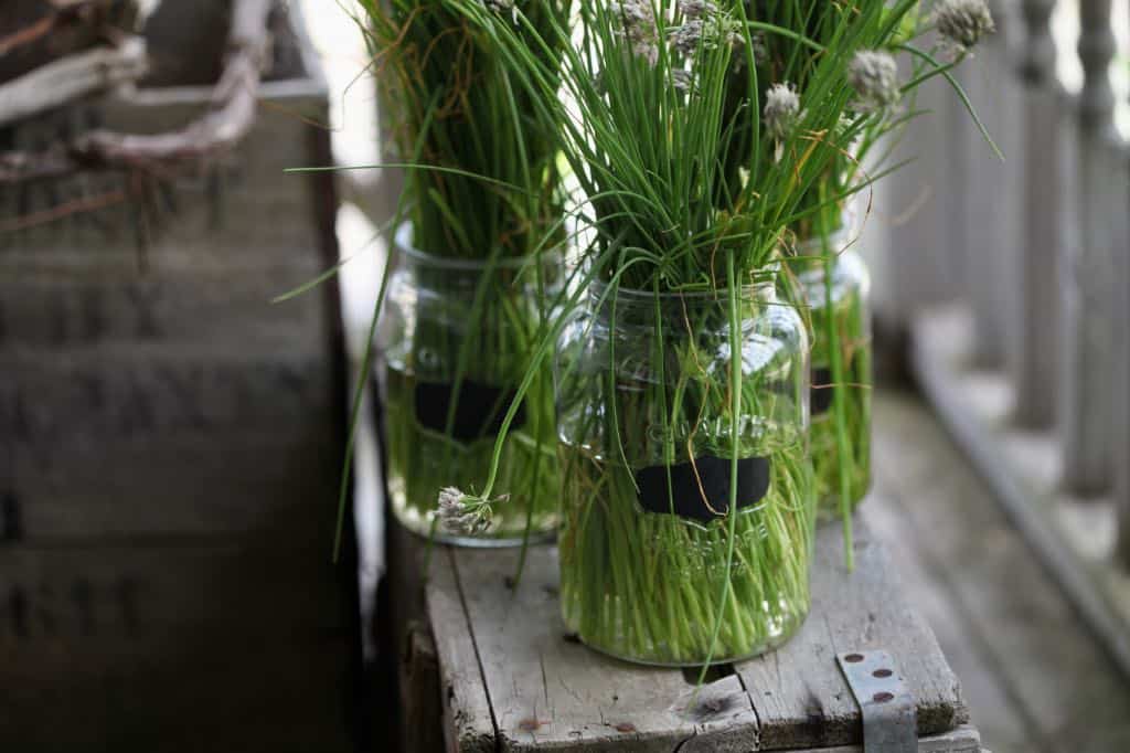 three glass jars with chives in water