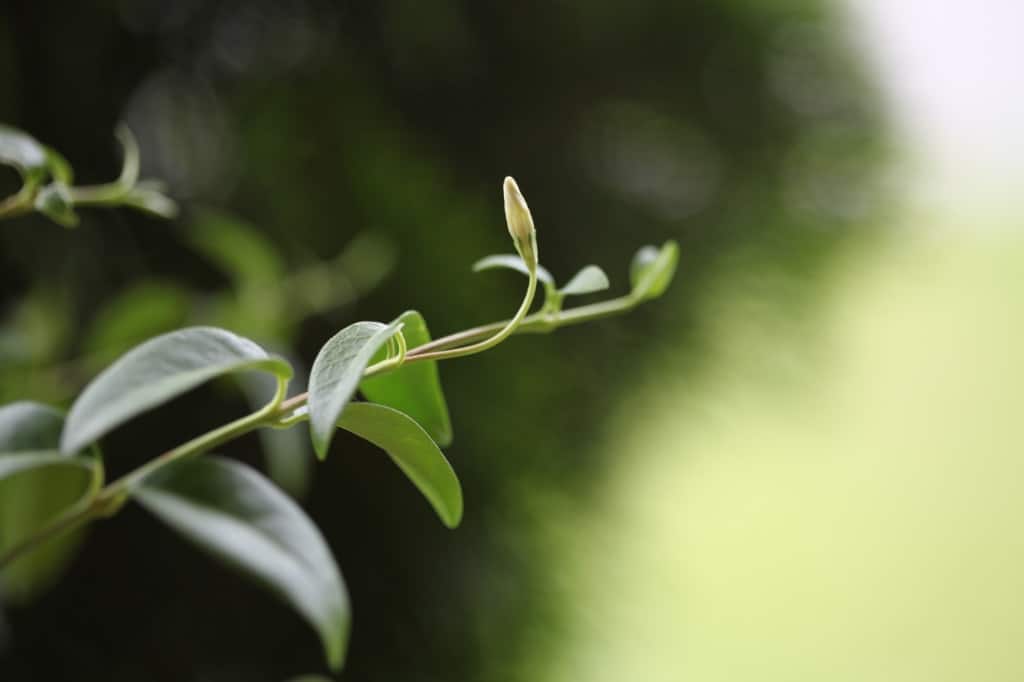 new bud on periwinkle after blooming