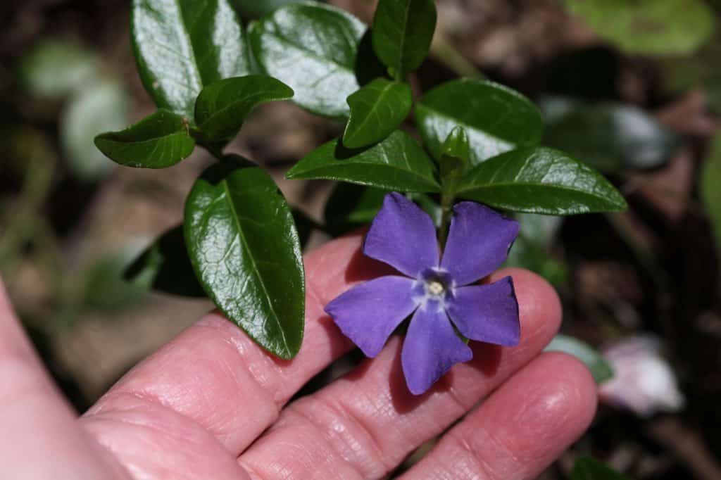 a purple periwinkle flower