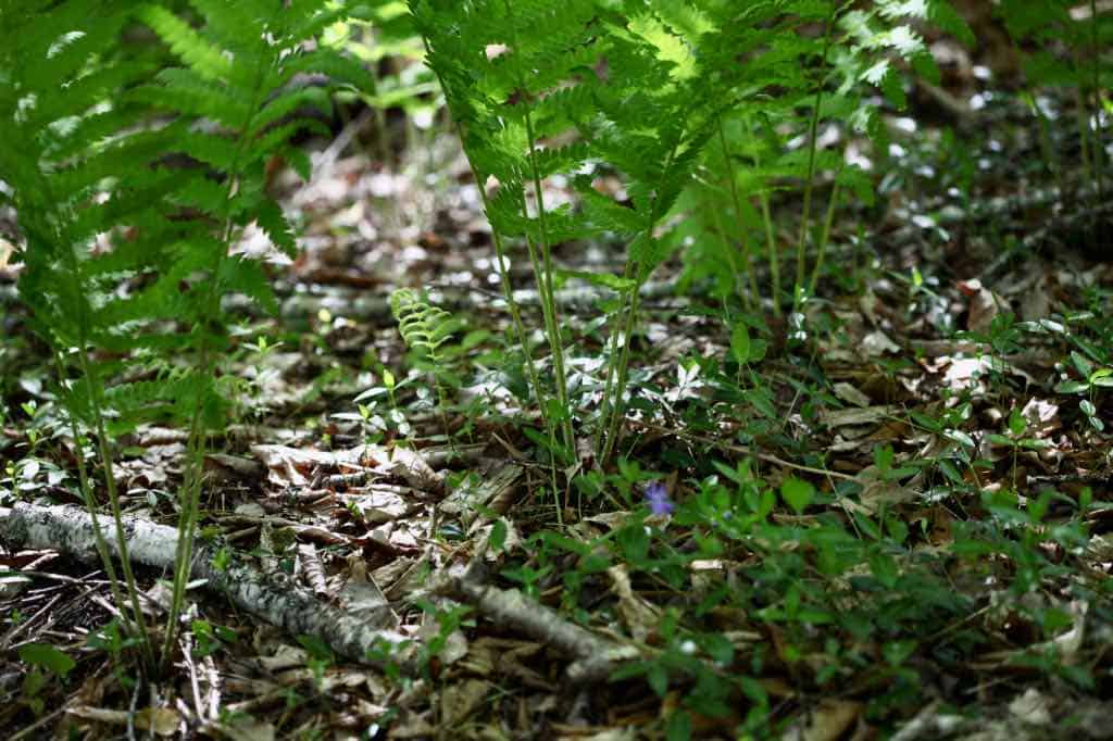 periwinkle growing in dappled shade with ferns