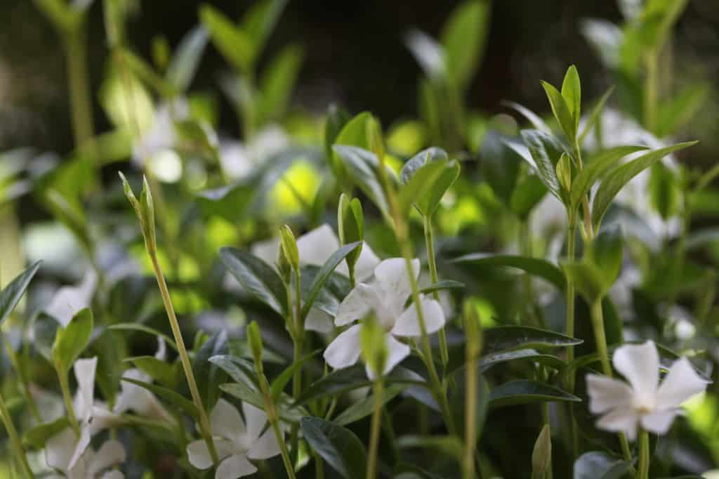 plant with white flowers and green leaves